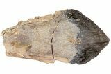 Rooted Triceratops Tooth - South Dakota #73874-2
